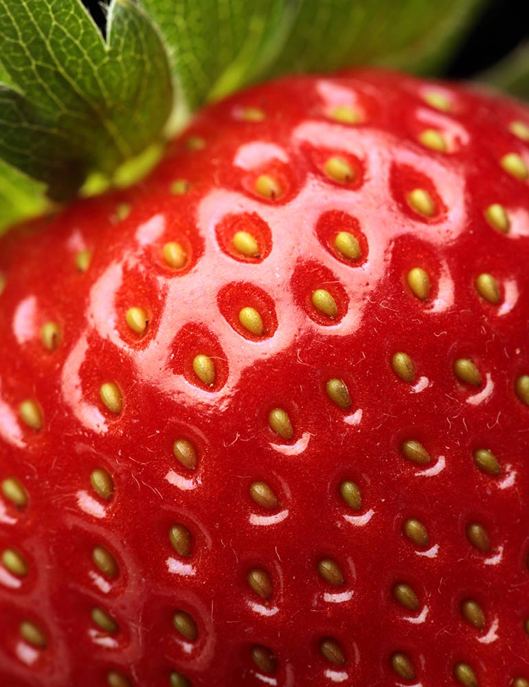 Strawberry Fields Wordpress Website Design